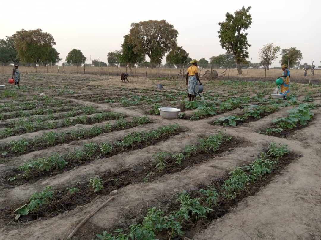 Community farm 1