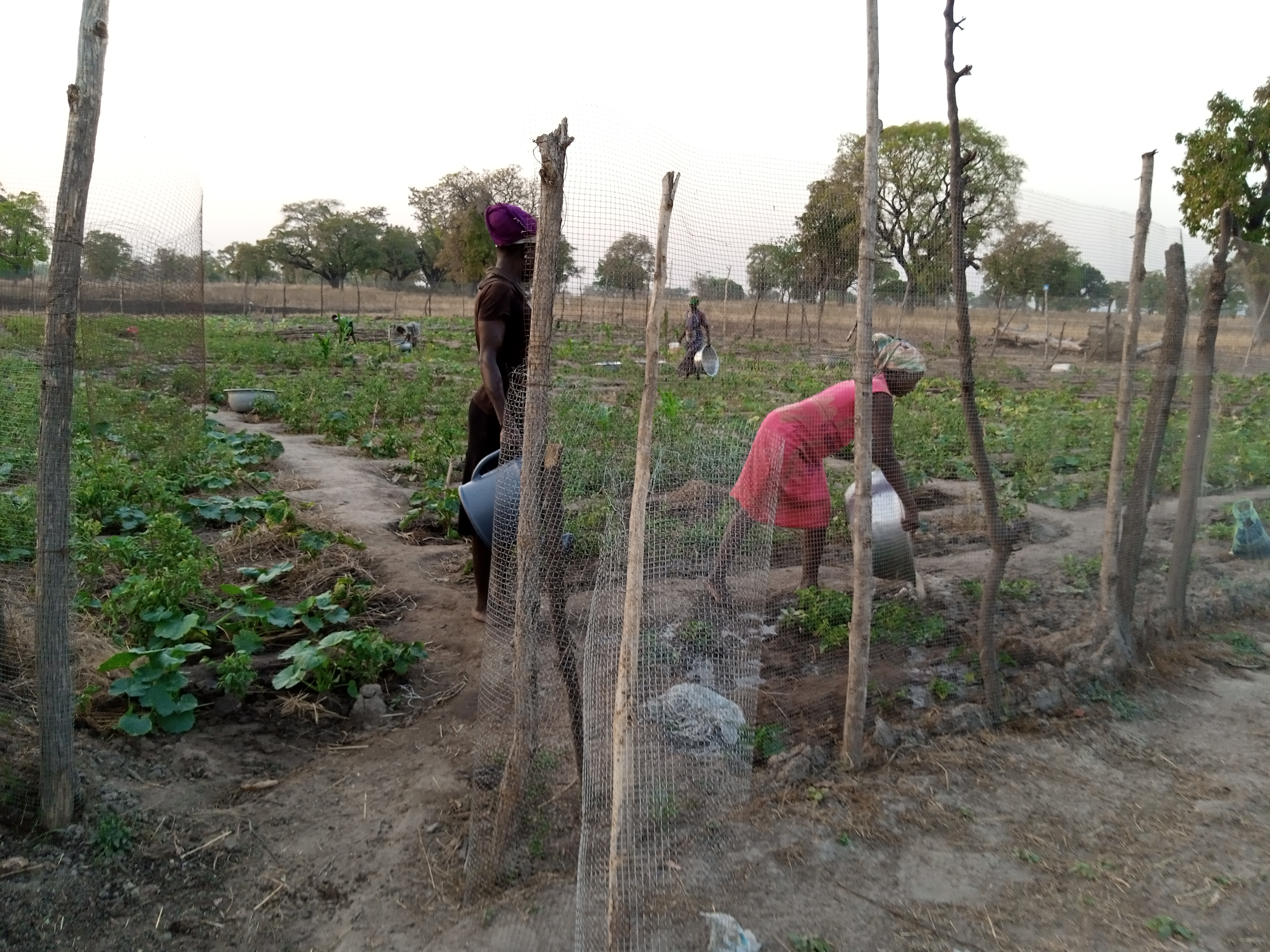 Community farm 2