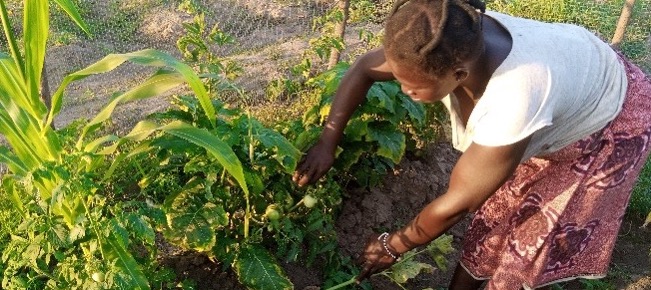 Lady collecting vegetables