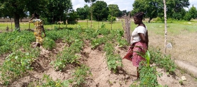 Vegetables growing on the farm